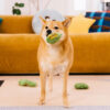 Plush Leaf-Shaped Squeaky Dog Toy - Funnyfuzzy Snu