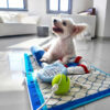 Beach Fun Series Ball Educational Interactive Dog 