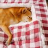 Classic Plaid Ergonomic Calming Dog Bed - Expandab