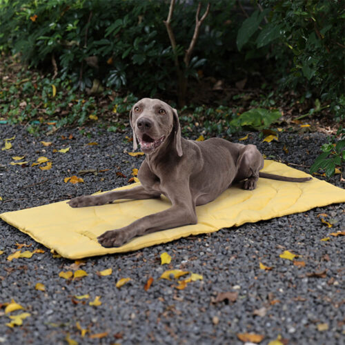 Foldable Waterproof Portable Dog Car Seat Mat Dog 