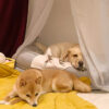 Leaf Shape Dog Blanket With Donut Dog Bed Luxury D