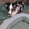 Leaf Shape Dog Blanket With Donut Dog Bed Luxury D
