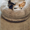Luxury Super Large Sleep Deeper Oval Bed Human Dog