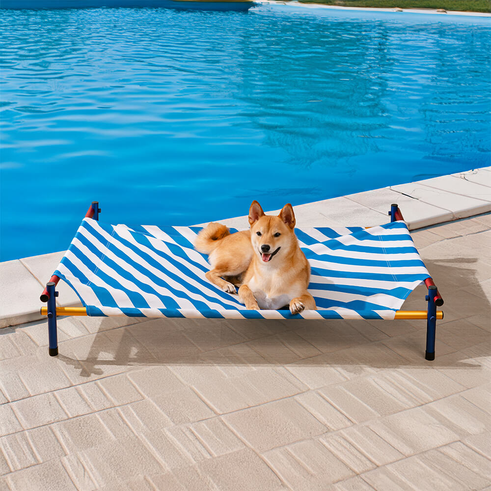 Vibrant Summer Print Style Aluminum Elevated Dog B