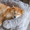 Warming Fluffy Bone Cloud Shape Calming Dog Bed